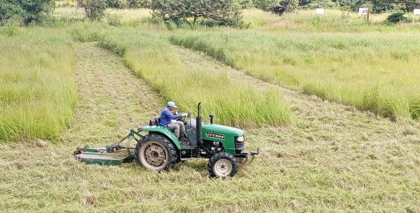  Unellez florece con espacios verdes renovados en el VIPI