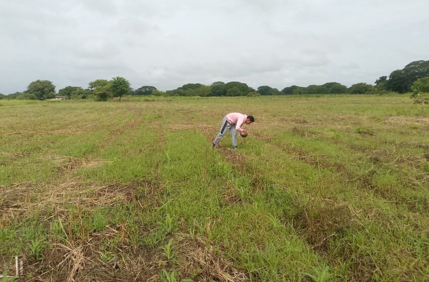  VPDR continúa con su siembra de maíz blanco en el sector Payarita
